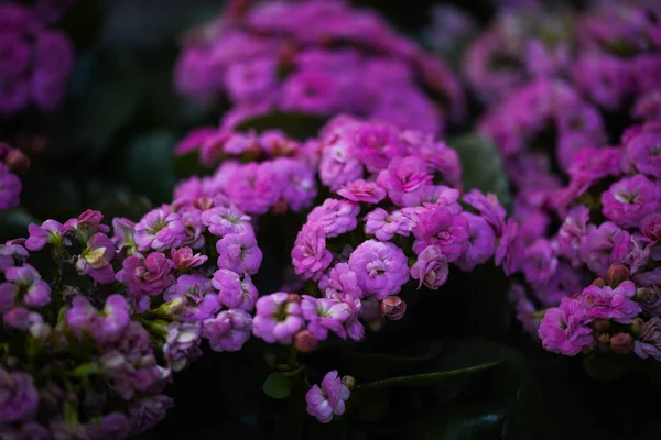 Keverjük Össze Nyári Virágok Közelről — Stock Fotó