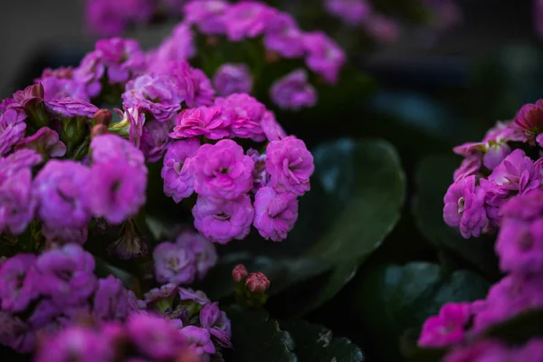 Mix Summer Flowers Close View — Stock Photo, Image