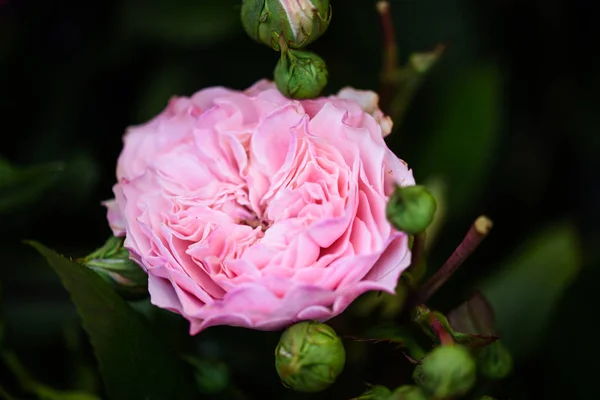 Rosas Naturais Vista Perto — Fotografia de Stock