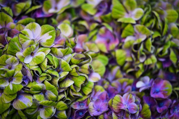 Hydrangea Flower Close View — Stock Photo, Image