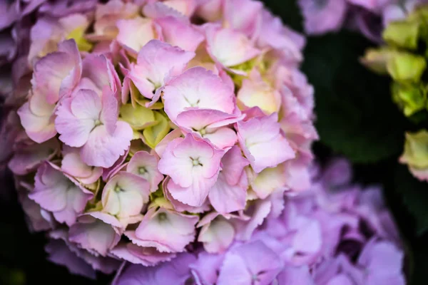 あじさいの花を間近で見る — ストック写真