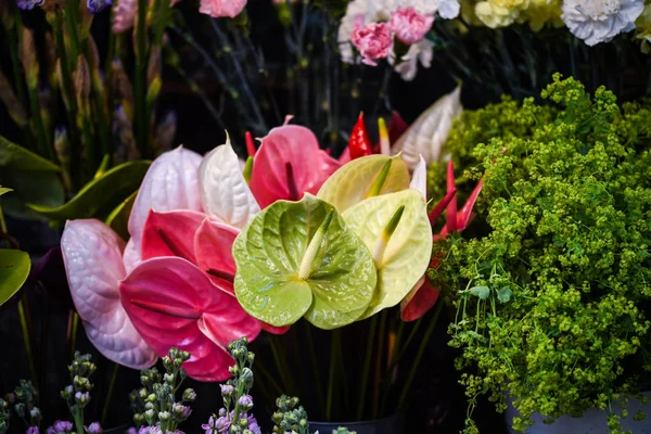 Anthurium Çiçeği Yakın Görünüm — Stok fotoğraf