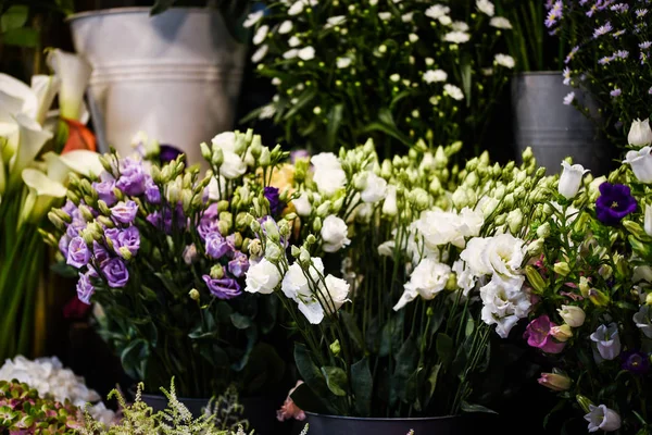 Mix Sommar Blommor Närbild — Stockfoto