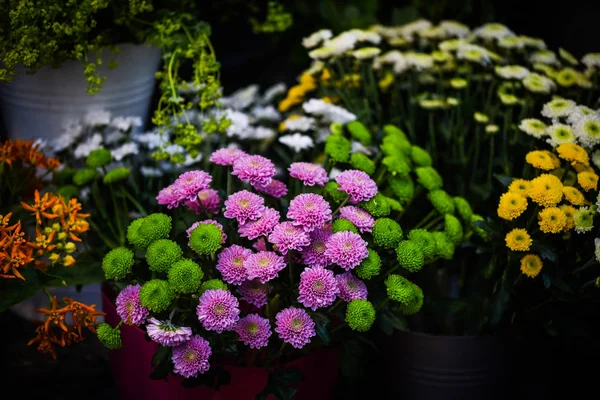 Mezclar Flores Verano Vista Cerca —  Fotos de Stock