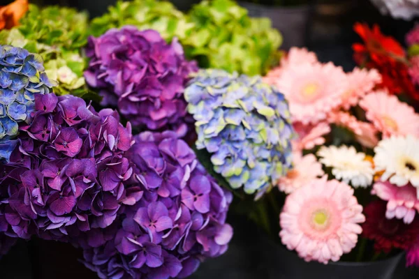 Hortensia Blomma Närbild — Stockfoto