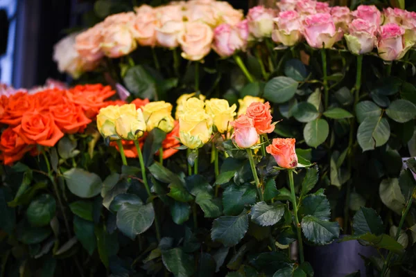 Rosas Naturais Vista Perto — Fotografia de Stock