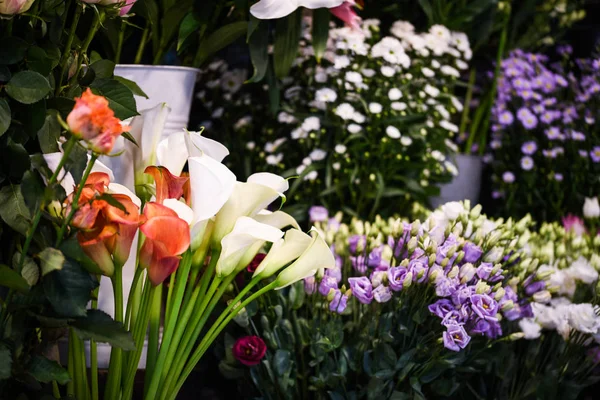 Квітка Кали Лілії Крупним Планом — стокове фото