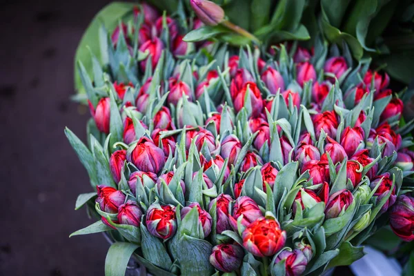 Belles Tulipes Naturelles Vue Rapprochée — Photo