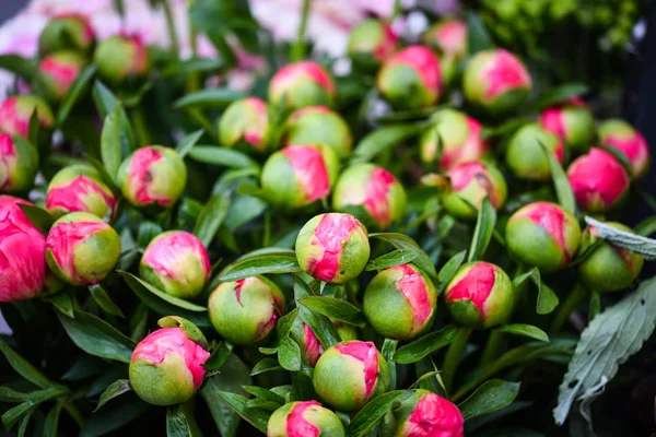 Beautiful Natural Pink Peonies Close — Stock Photo, Image