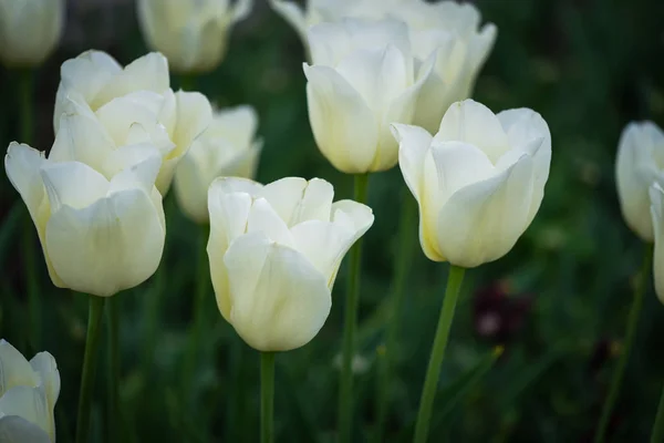 Přírodní Bílé Tulipány Zavřít Pohled — Stock fotografie