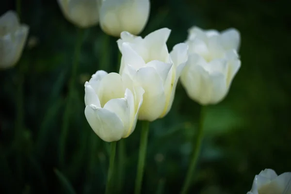 Natural White Tulips Close View — 스톡 사진