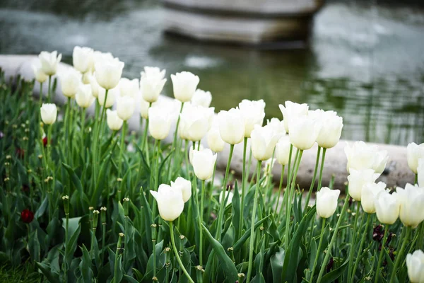 Natuurlijke Witte Tulpen Close Uitzicht — Stockfoto