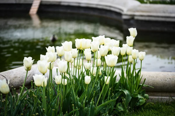 Natuurlijke Witte Tulpen Close Uitzicht — Stockfoto