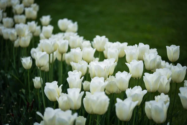 Beautiful Natural Tulips Close View — 스톡 사진