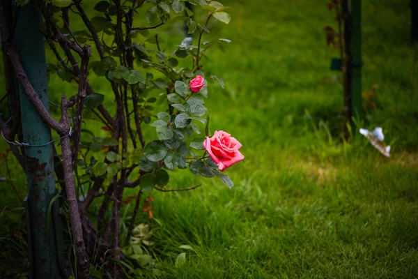 Rose Naturali Vista Vicino — Foto Stock