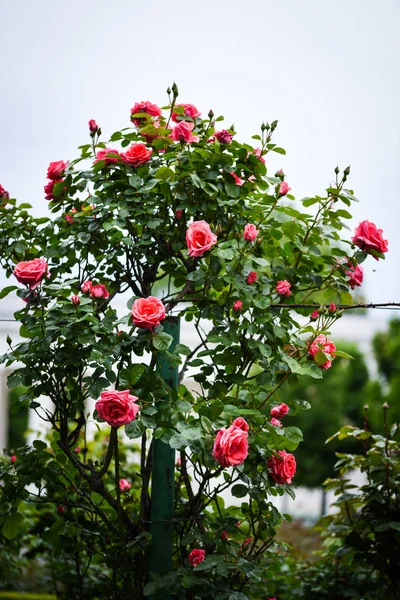 Φυσικά Τριαντάφυλλα Κοντινή Απόσταση — Φωτογραφία Αρχείου
