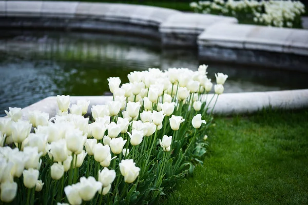 Natuurlijke Witte Tulpen Close Uitzicht — Stockfoto