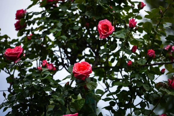 Rosas Naturales Vista Cerca — Foto de Stock