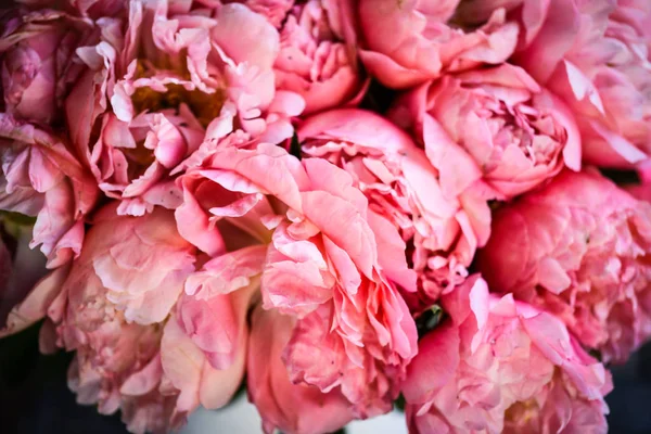 Beautiful Natural Pink Peonies Close — Stock Photo, Image