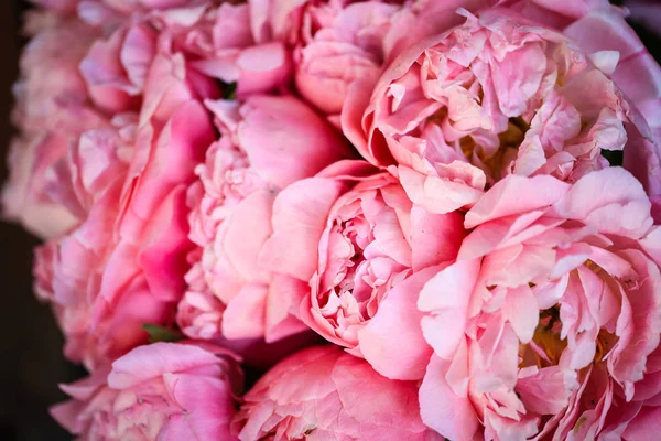 Beautiful Natural Pink Peonies Close — Stock Photo, Image