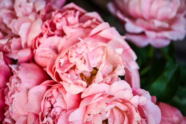 Beautiful Natural Pink Peonies Close — Stock Photo, Image