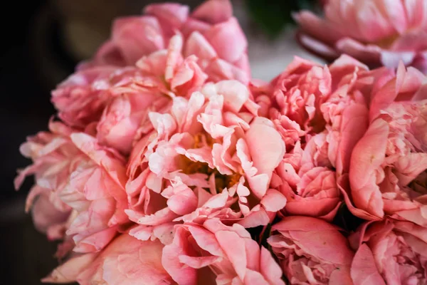 Belas Peônias Rosa Naturais Perto — Fotografia de Stock
