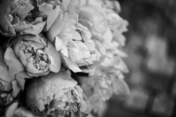 Красивые Натуральные Розовые Пионы — стоковое фото