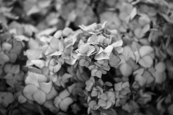 Hortensias Flor Vista Cerca — Foto de Stock