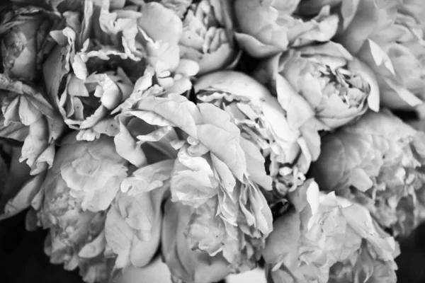 Hermosas Peonías Rosadas Naturales Cerca —  Fotos de Stock