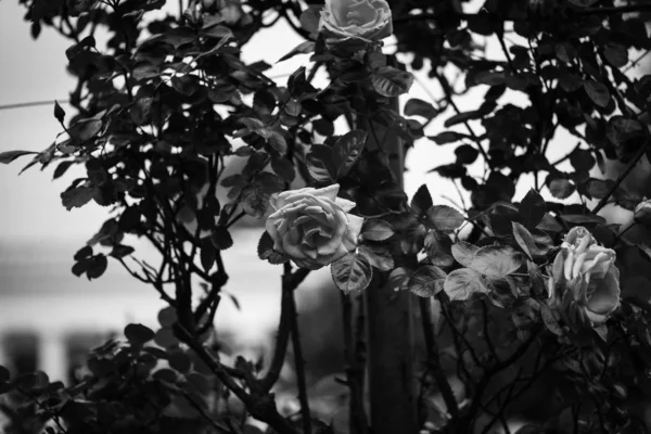 Roses Naturelles Vue Rapprochée — Photo