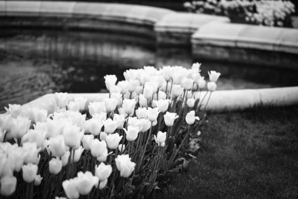 Tulipas Brancas Naturais Vista Perto — Fotografia de Stock