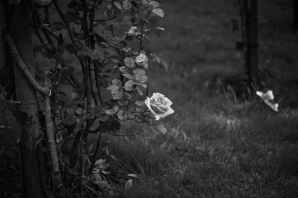 Rosas Naturales Vista Cerca — Foto de Stock