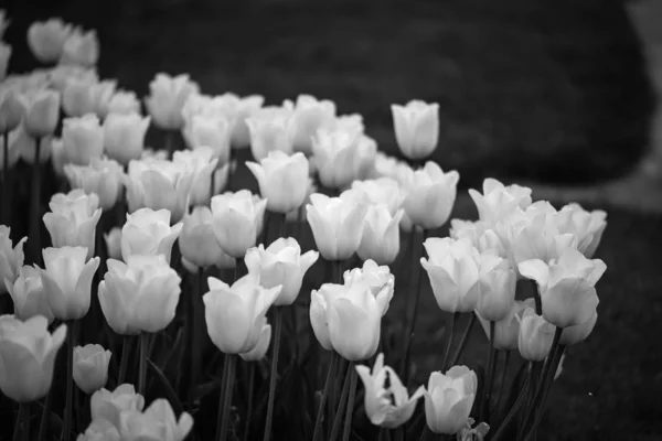 Tulipas Brancas Naturais Vista Perto — Fotografia de Stock