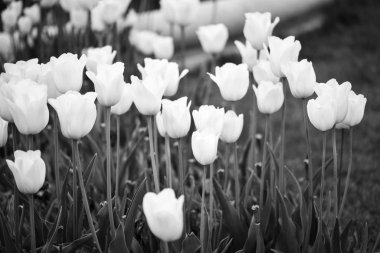natural white tulips close up view