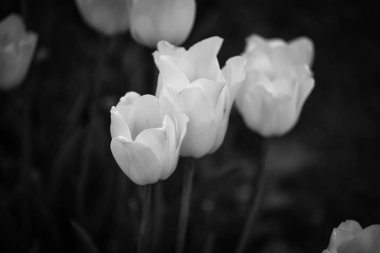 natural white tulips close up view