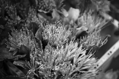 Yaz çiçeklerini karıştır, yakın görünüm