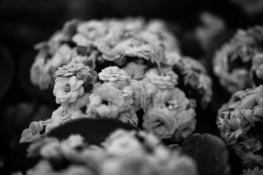 Yaz çiçeklerini karıştır, yakın görünüm