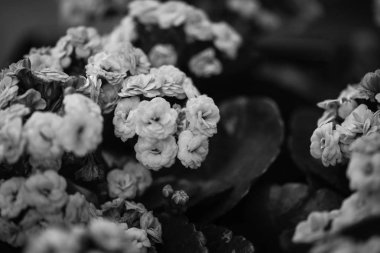 Yaz çiçeklerini karıştır, yakın görünüm