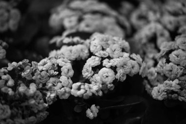 Yaz çiçeklerini karıştır, yakın görünüm