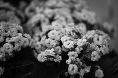 Yaz çiçeklerini karıştır, yakın görünüm