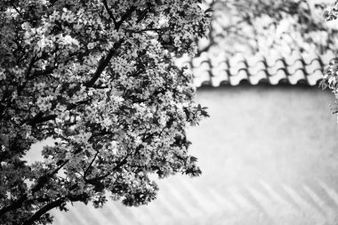 Çiçekli yaz ağacı yakın görünüm