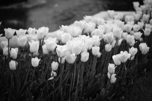 Přírodní Bílé Tulipány Zavřít Pohled — Stock fotografie