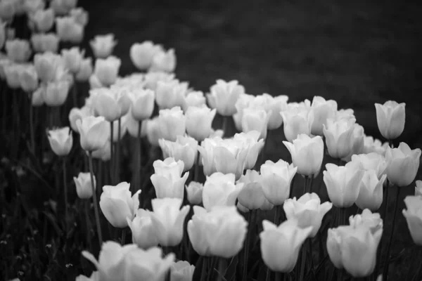Tulipes Blanches Naturelles Vue Rapprochée — Photo