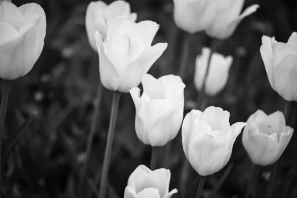 Natural White Tulips Close View — 스톡 사진