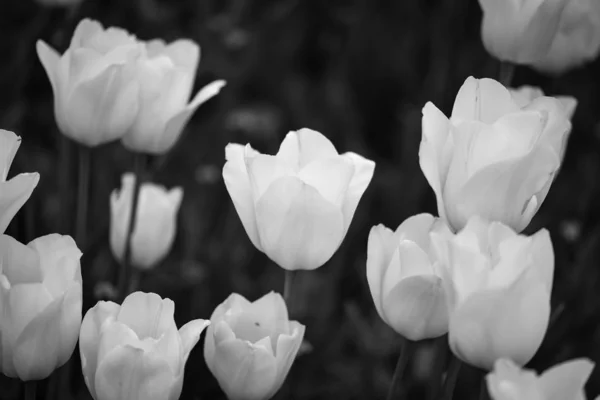 Natural White Tulips Close View — 스톡 사진