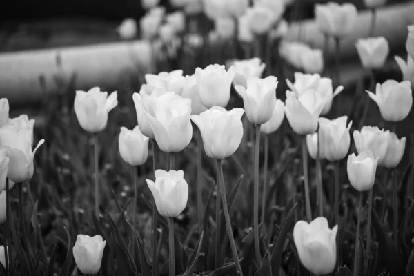 Natural White Tulips Close View — 스톡 사진