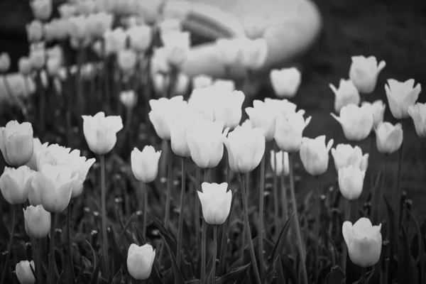 Přírodní Bílé Tulipány Zavřít Pohled — Stock fotografie