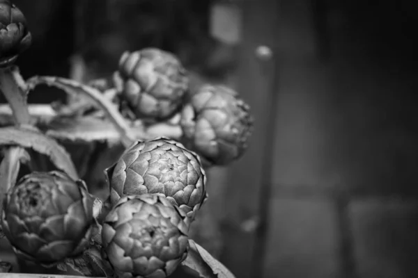 Fresh Natural Artichoke Flower Close — 스톡 사진