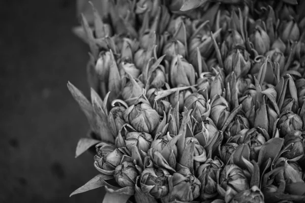 Красивые Природные Тюльпаны — стоковое фото