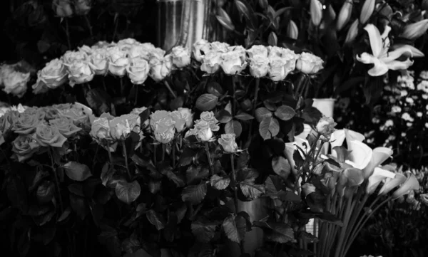 Натуральні Троянди Крупним Планом — стокове фото